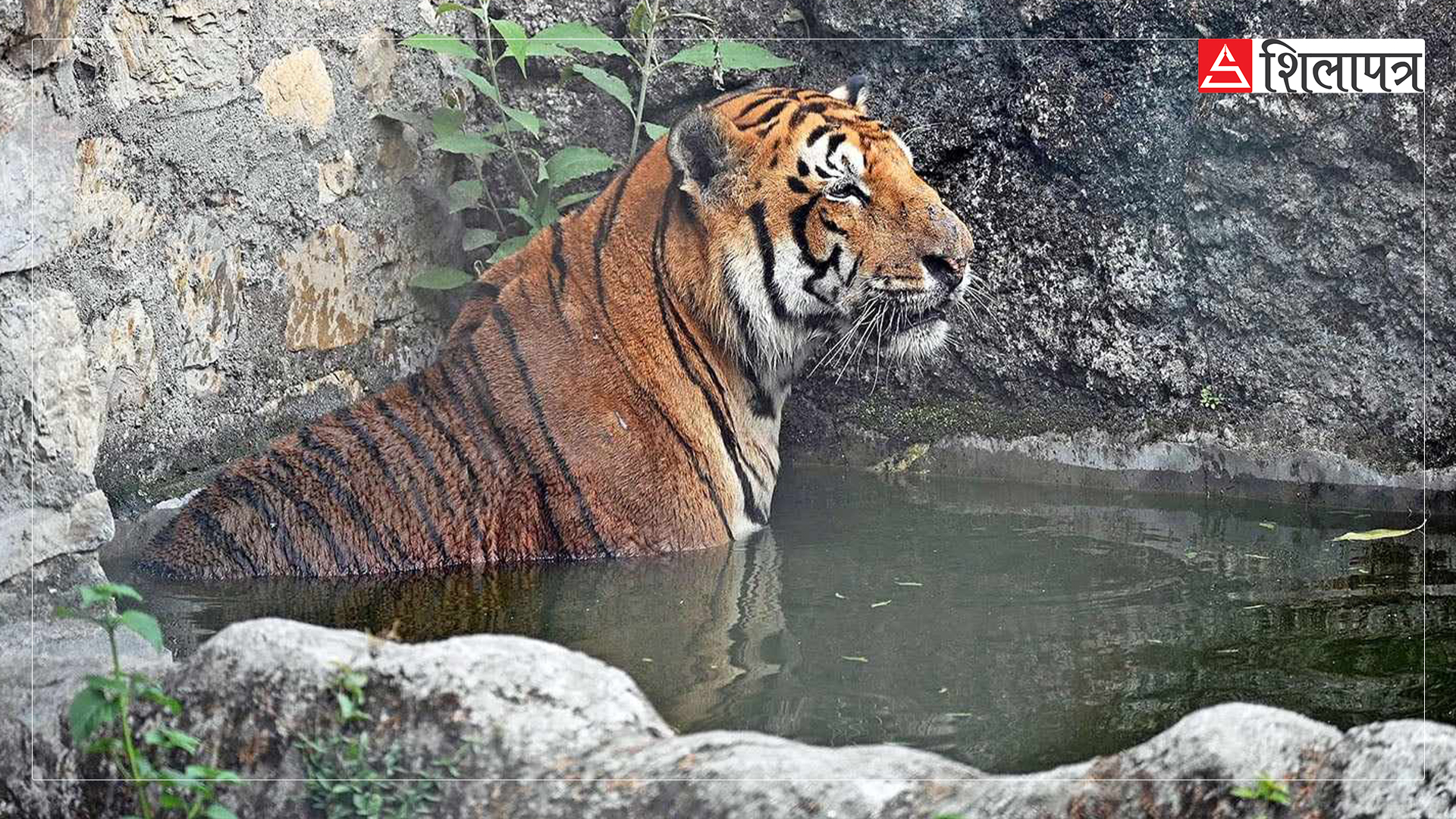 tiger-in-zoo-jawalakhel-(9)-1717913037.jpg