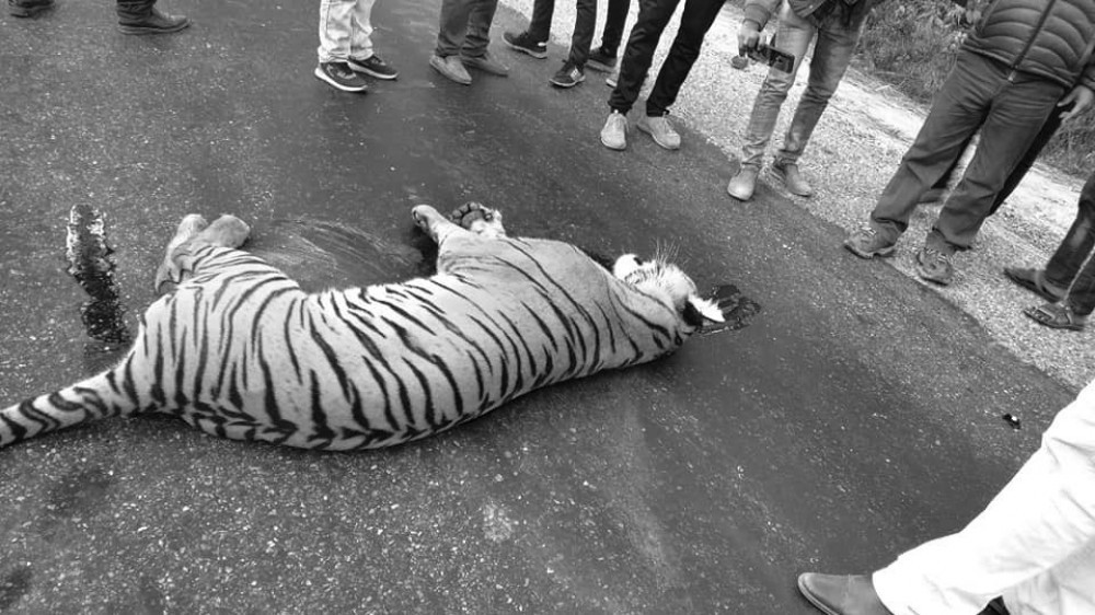 मान्छेकै कमजोरीले वन्यजन्तुसँग द्वन्द्व, घाटा दुवैलाई