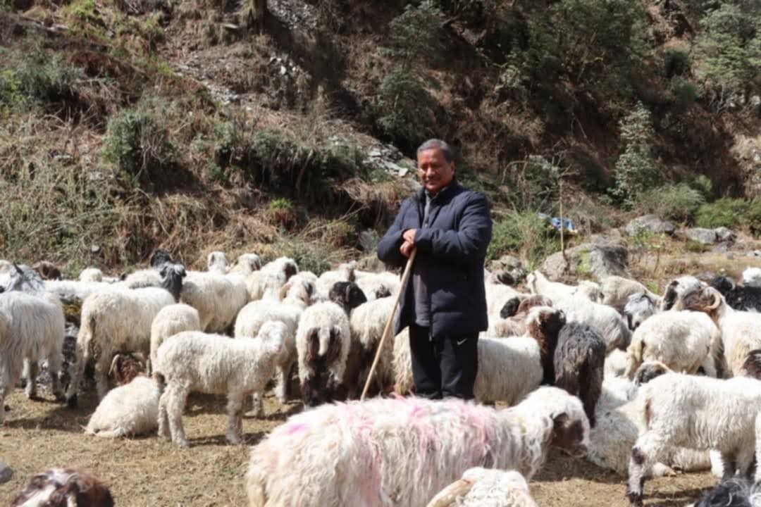 बन्दुक बिसाएर विप्लव भेडापालनमा, कति फलाउँछन् स्याउ र आलु ?  (भिडियो)