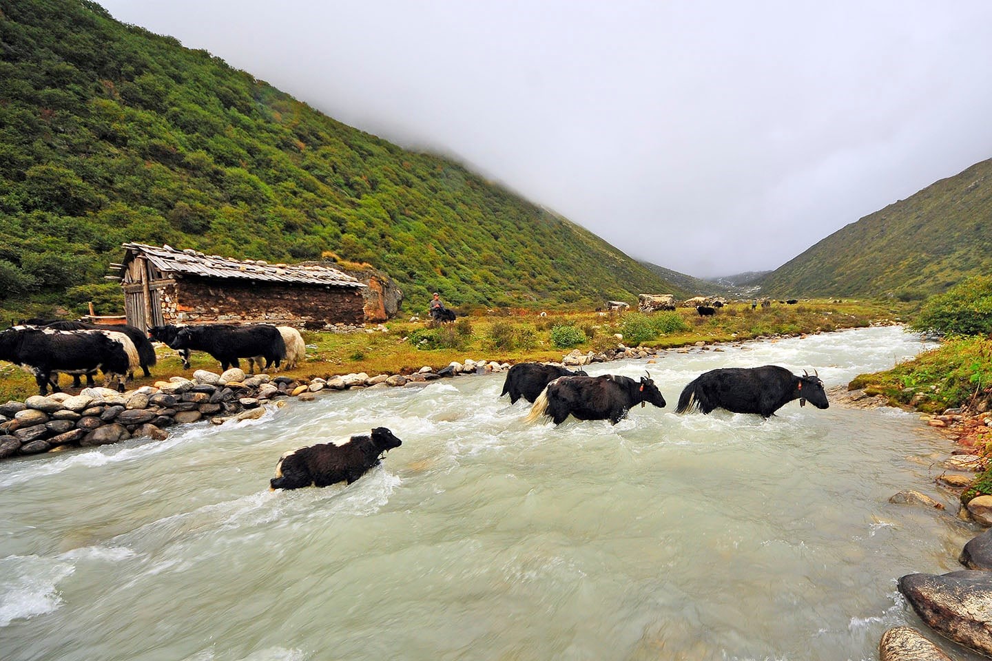 करिब ४ हजार मिटरको उचाइमा रहेको काम्वाचेनमा खोला तर्दै याक 