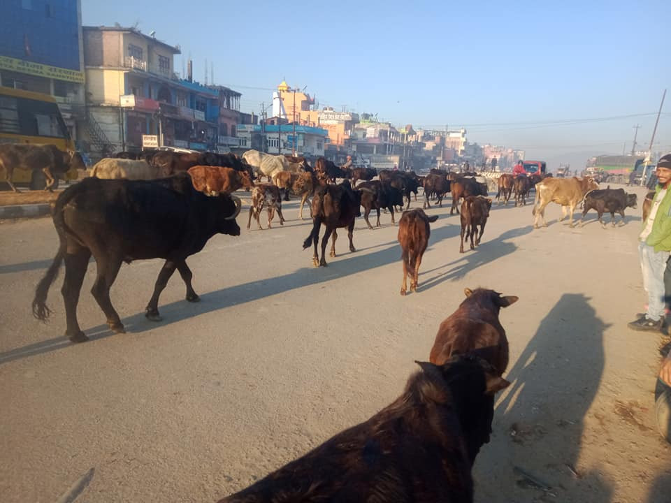 वीरेन्द्रनगरका छाडा चौपाया हुम्ला पठाइयो